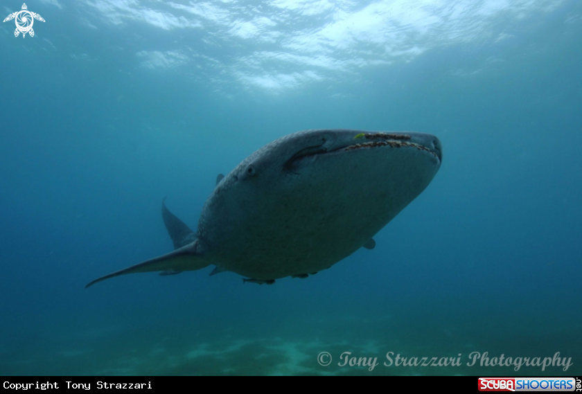 A Whale shark