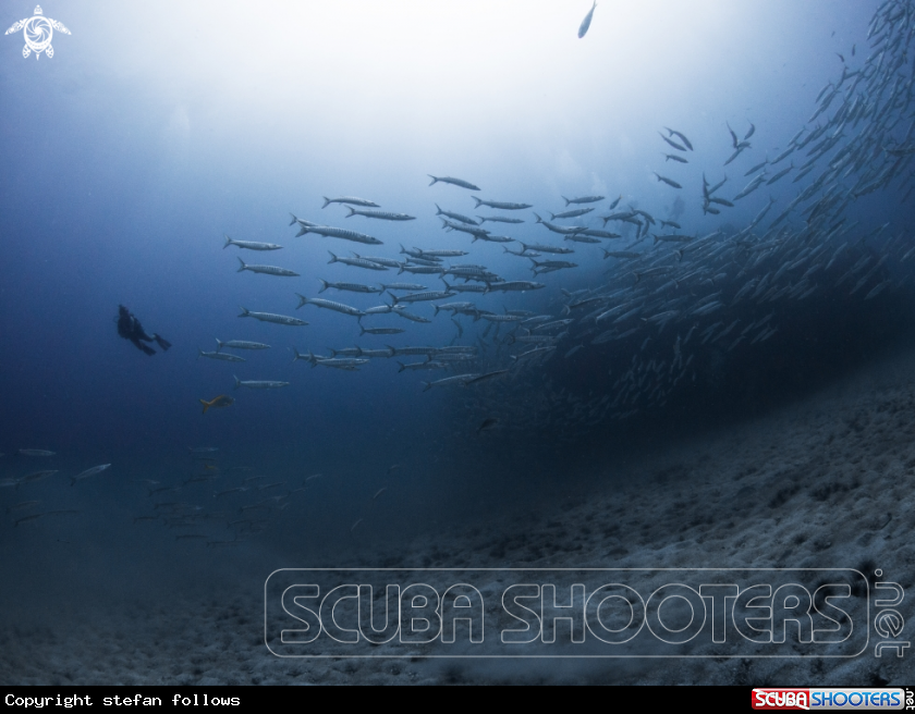 A Chevron Barracuda