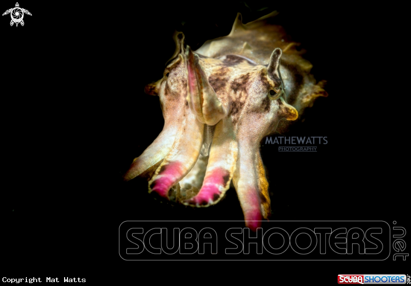 A Flamboyant Cuttlefish