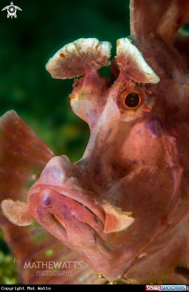 A Paddle flap Scorpionfish