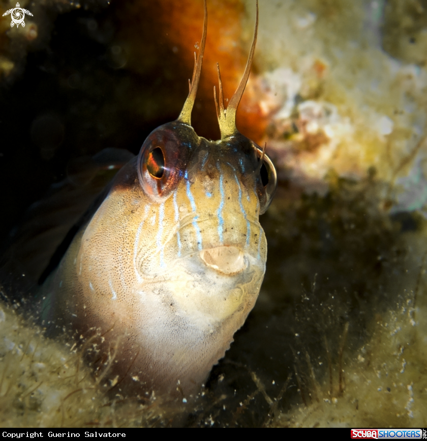 A Blenniidae