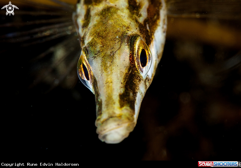 A Stickleback