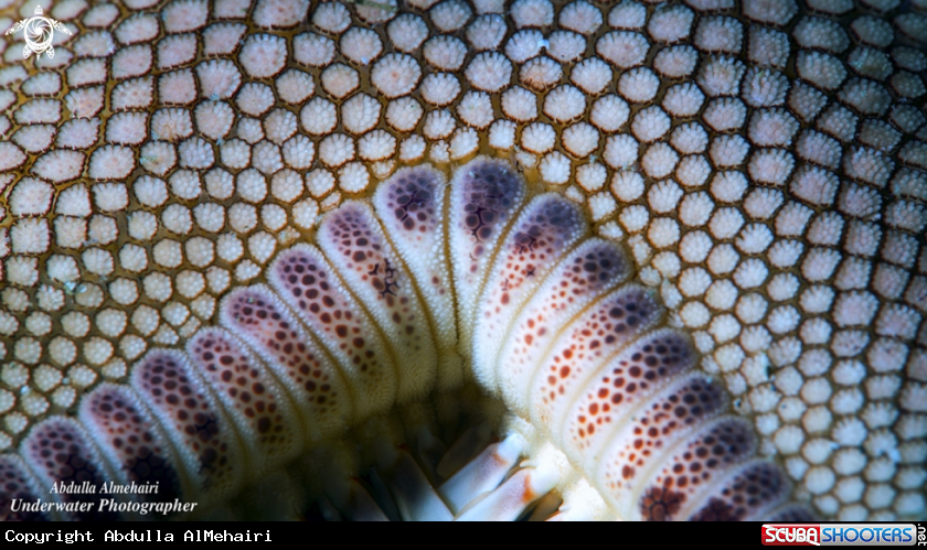 A StarFish