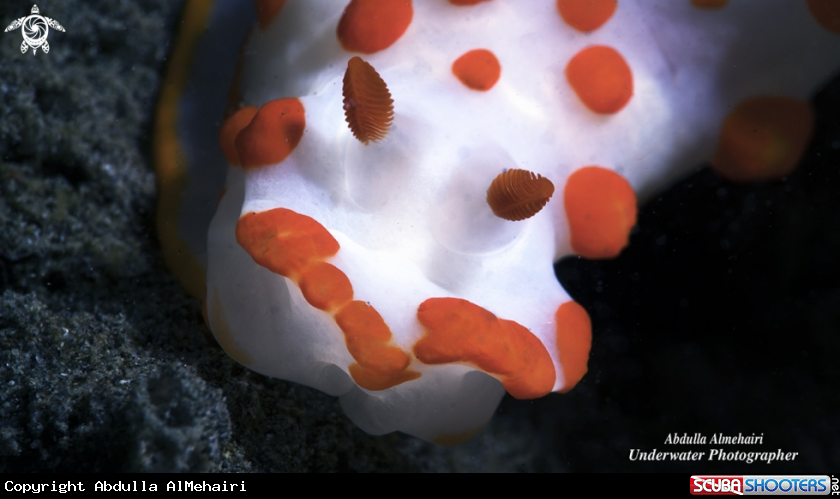 A Nudibranch 
