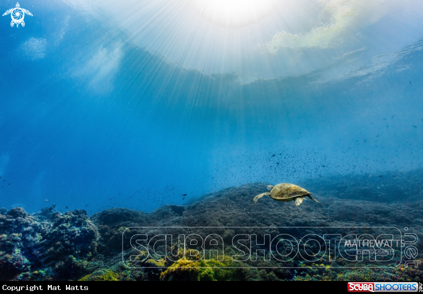 A Turtle