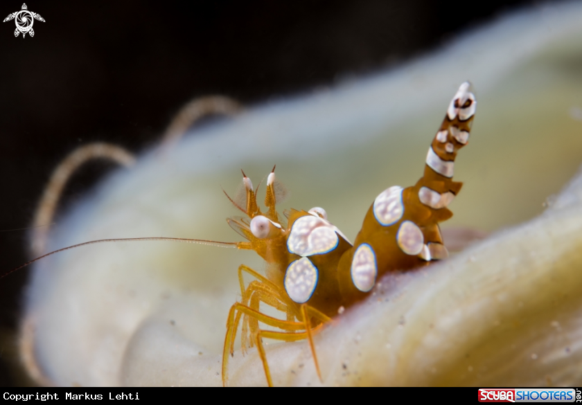 A Squat shrimp / Sexy shrimp