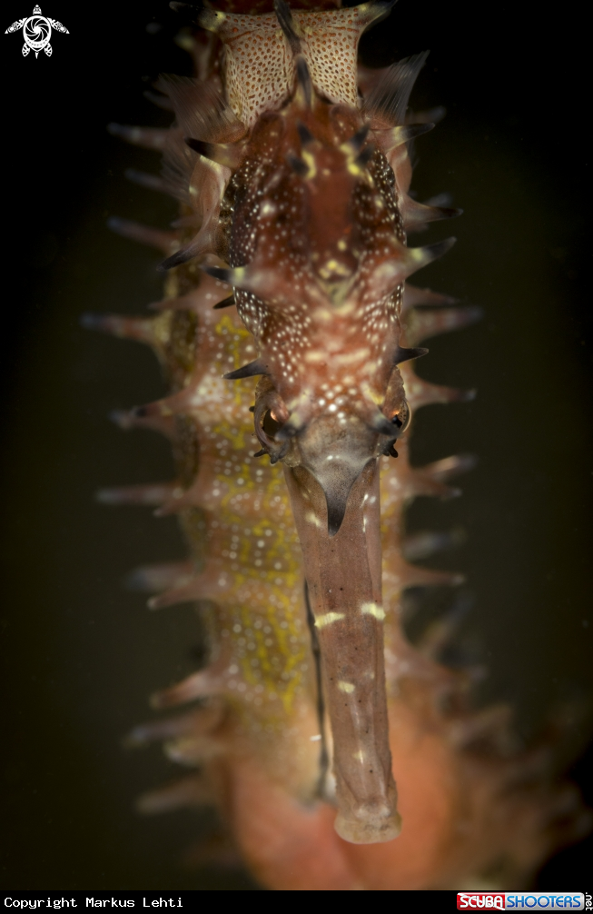 A Sea horse
