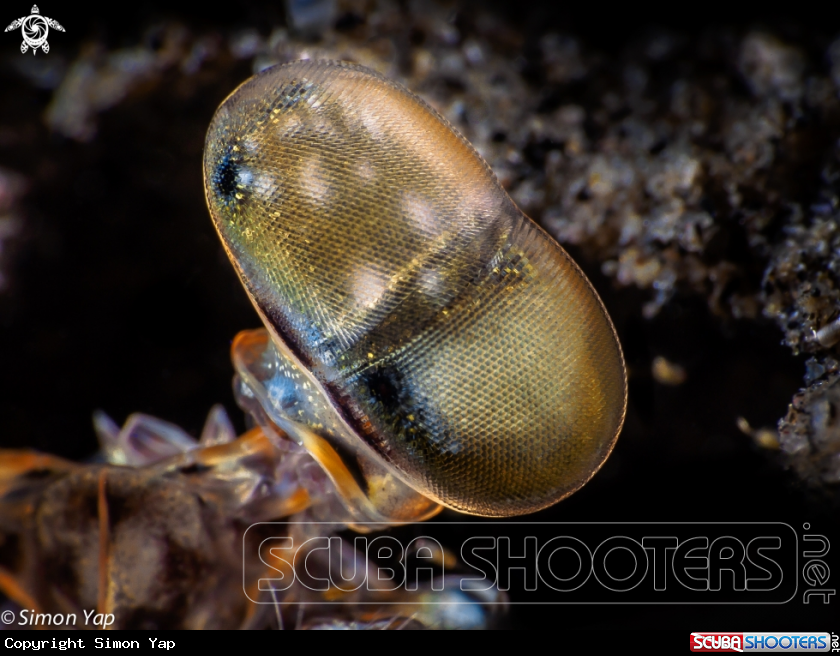 A Mantis shrimp