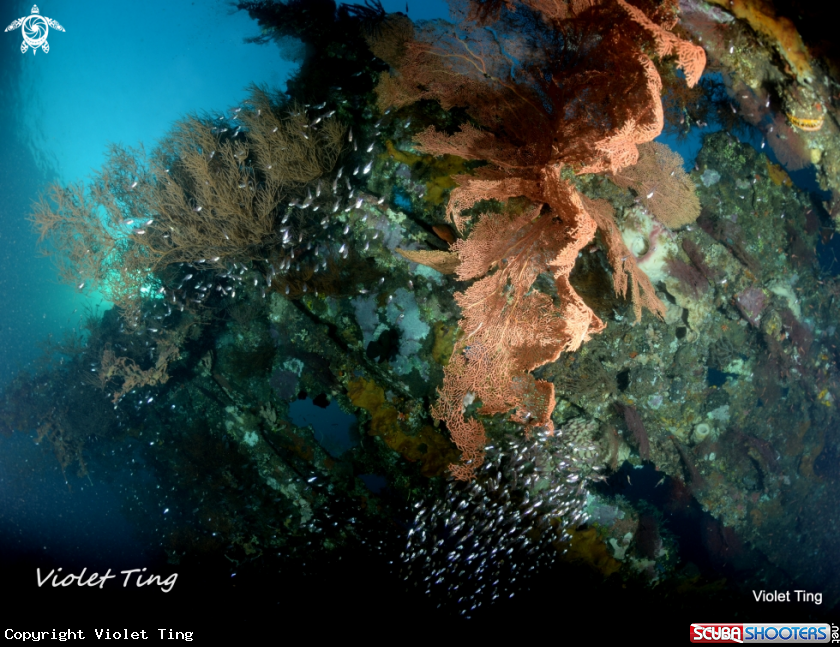 A Tulamben Liberty Wreck