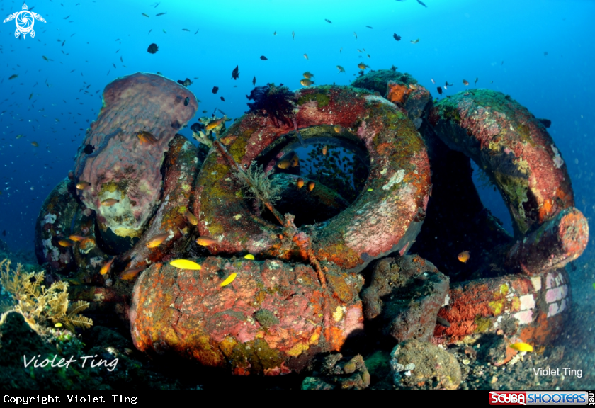 A Tulamben Liberty Wreck