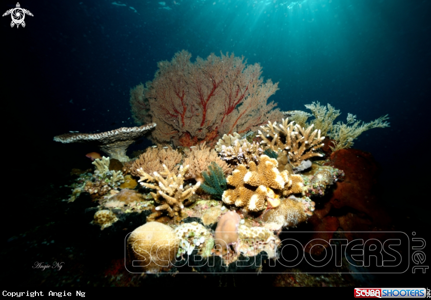 A coral reef