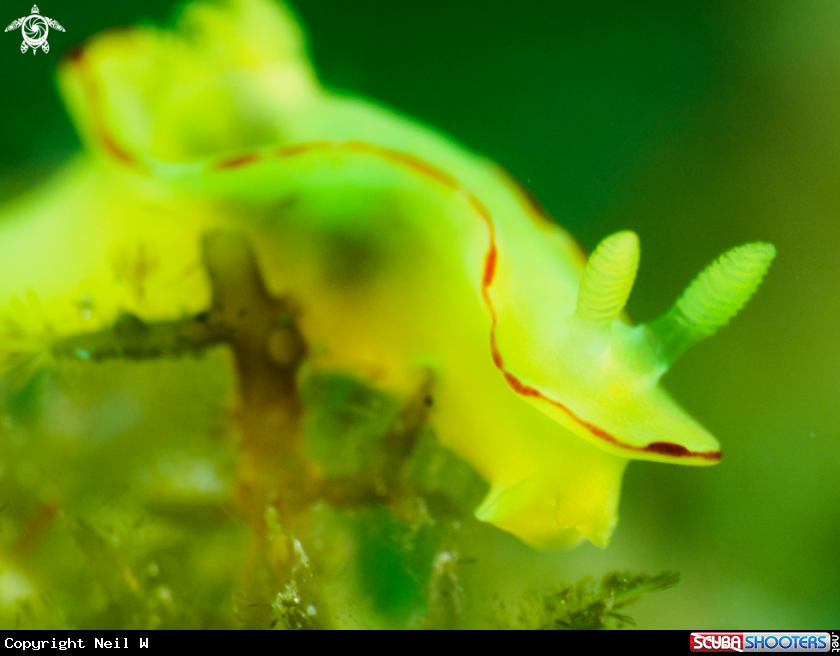 A Yellow Nudi