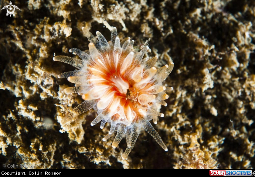 A anemone