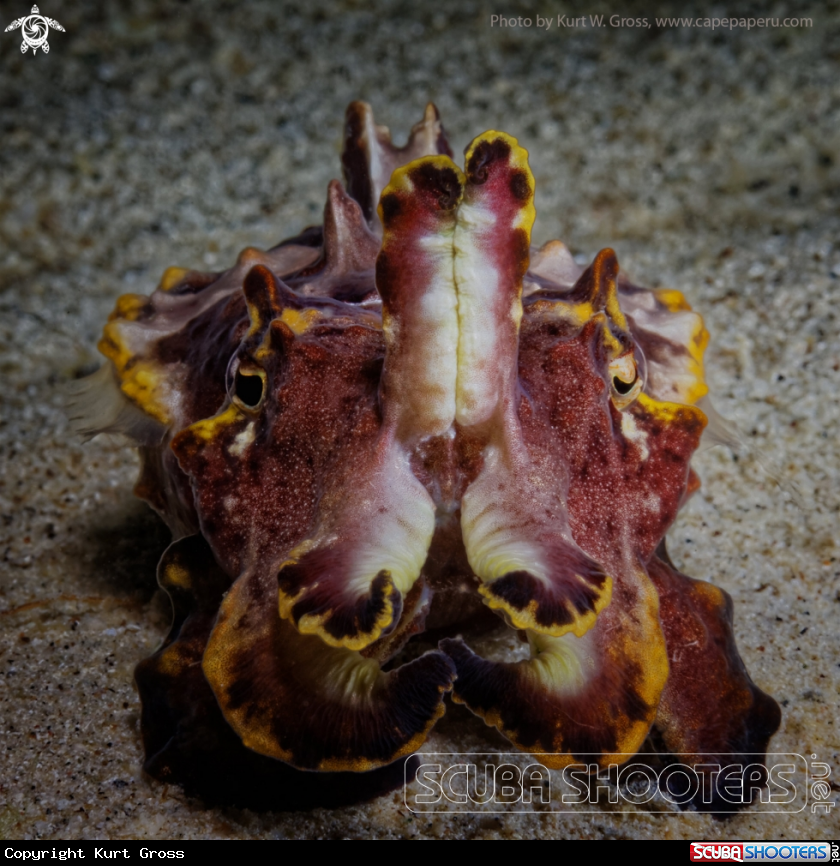 A Flamboin Cuttle Fish 