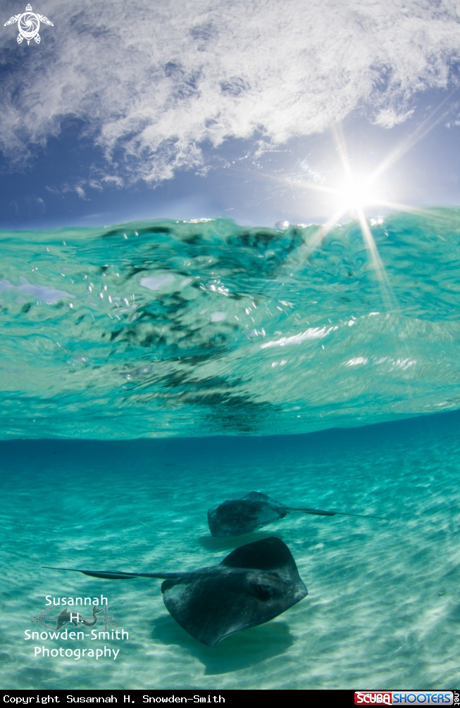 A Southern Stingray