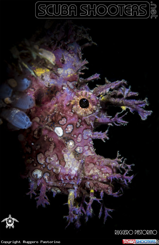 A Rhinopias
