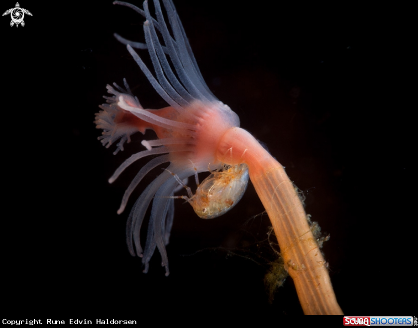 A Hydroid and ampiphod