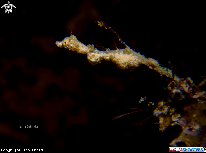 A Lembeh Sea Dragon