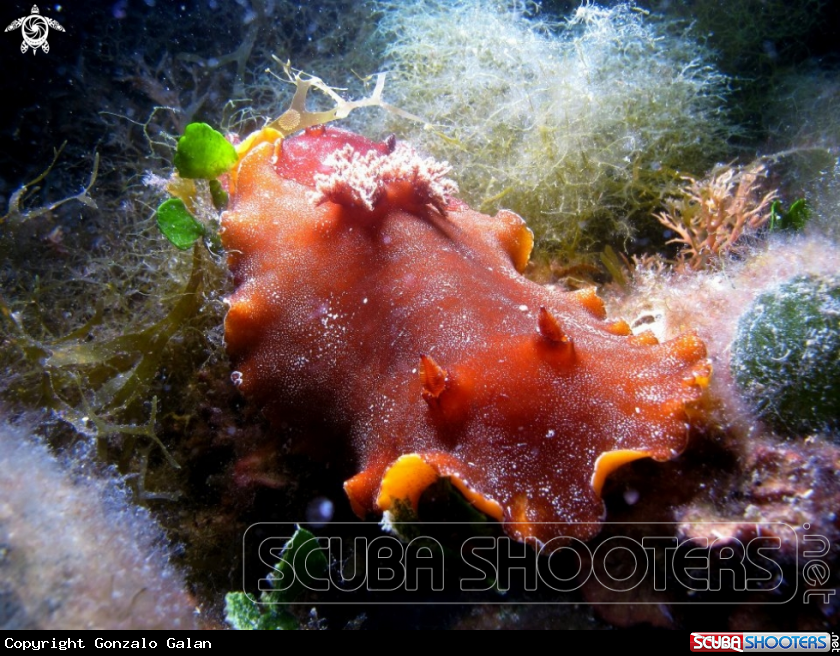 A Nudibranch