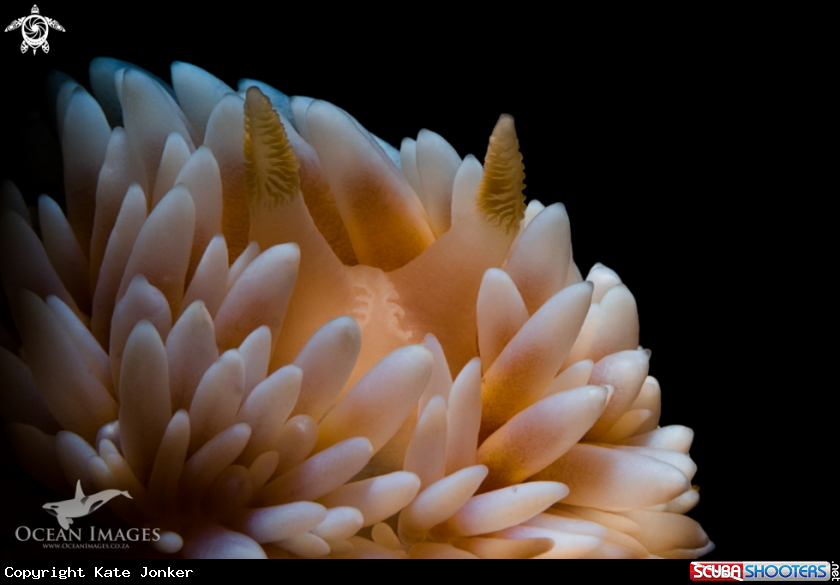 A Silvertip Nudibranch