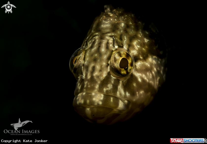 A Klipfish