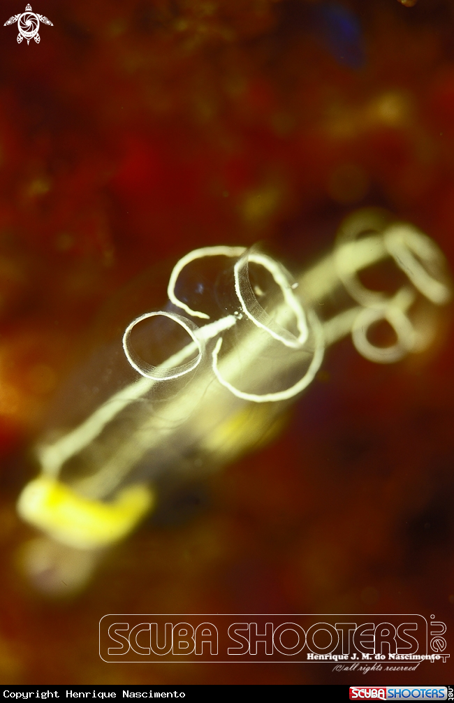 A Tube