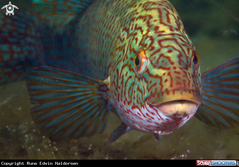 A Ballan wrasse