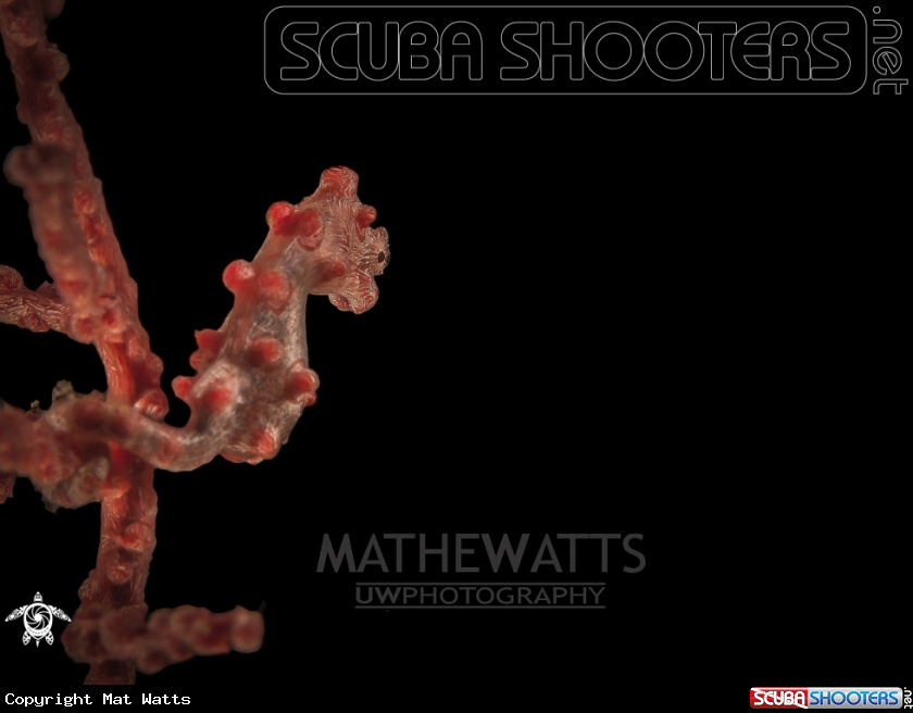 A Pygmy Seahorse