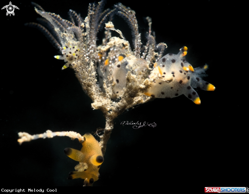A Pikachu Nudibranch 