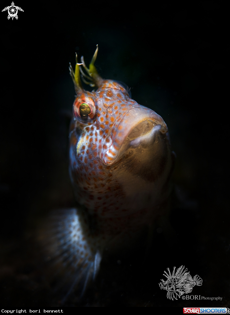 A Blenny 