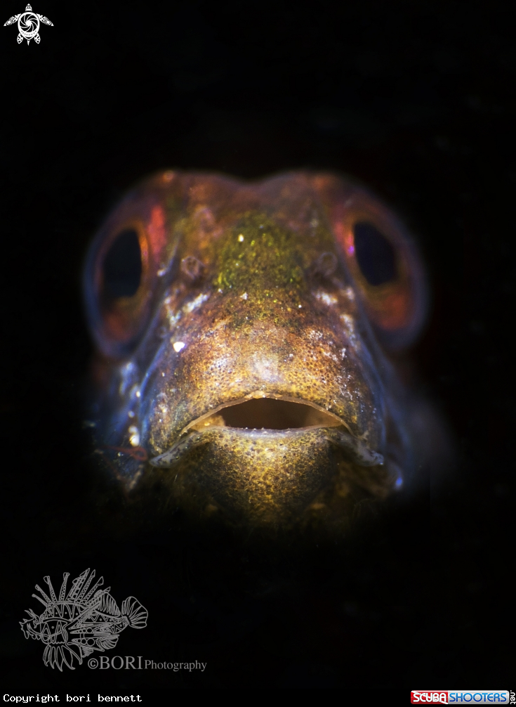 A Blenny 