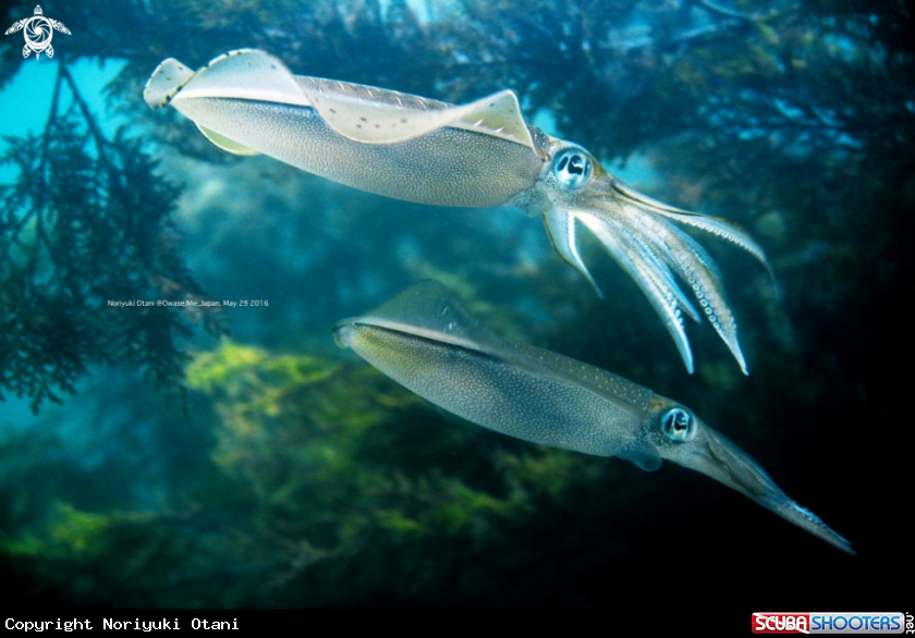 A Bigfin reef squid