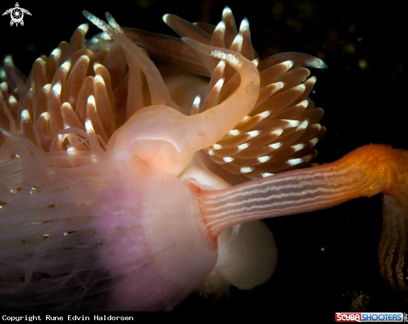 A Facelina bostoensis
