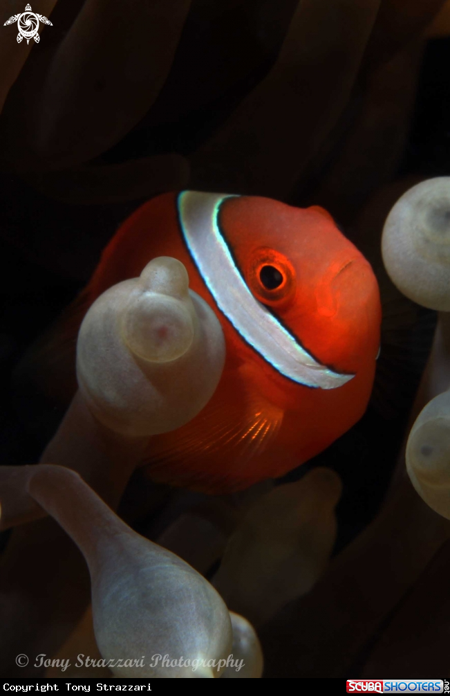 A Tomato clownfish