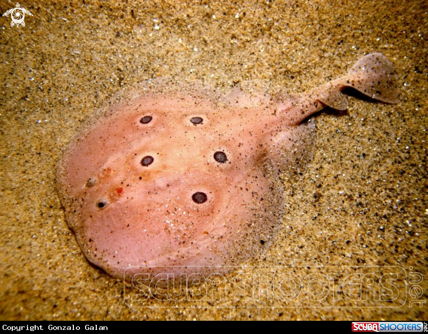 A Torpedo