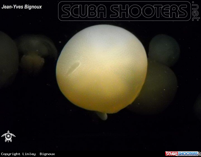 A Moon Jellyfish