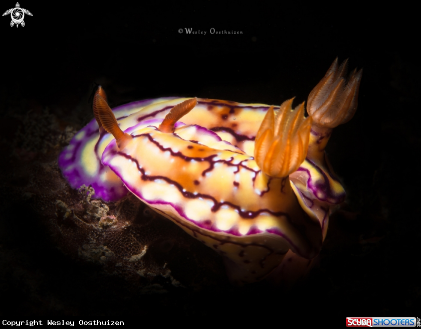 A Nudibranch
