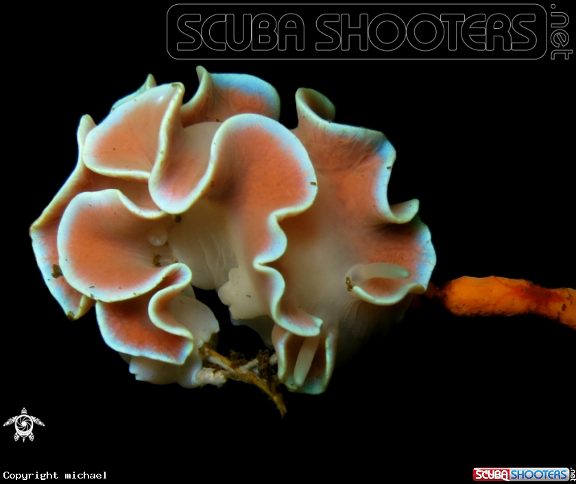 A Frilled Nudibranch
