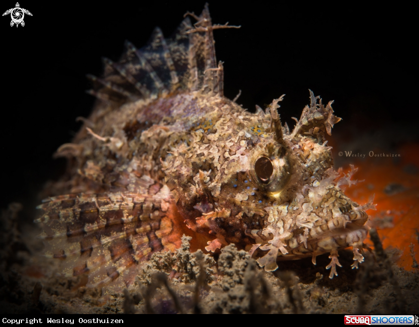 A Juvenile Scorpionfish