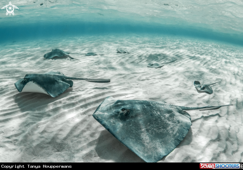 A Southern Stingray