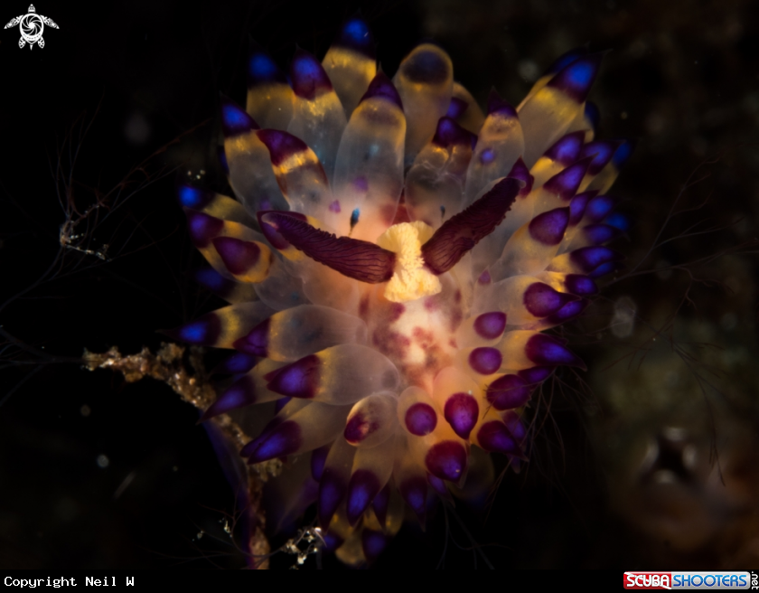 A Janalous Nudi