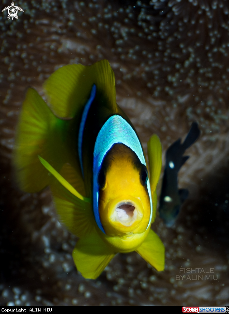 A Anemone Fish
