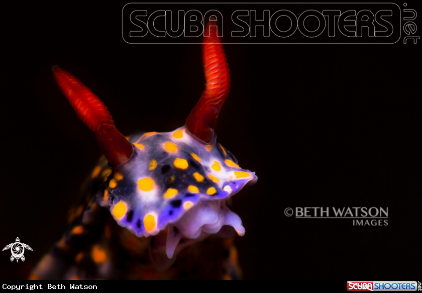 A Nudibranch