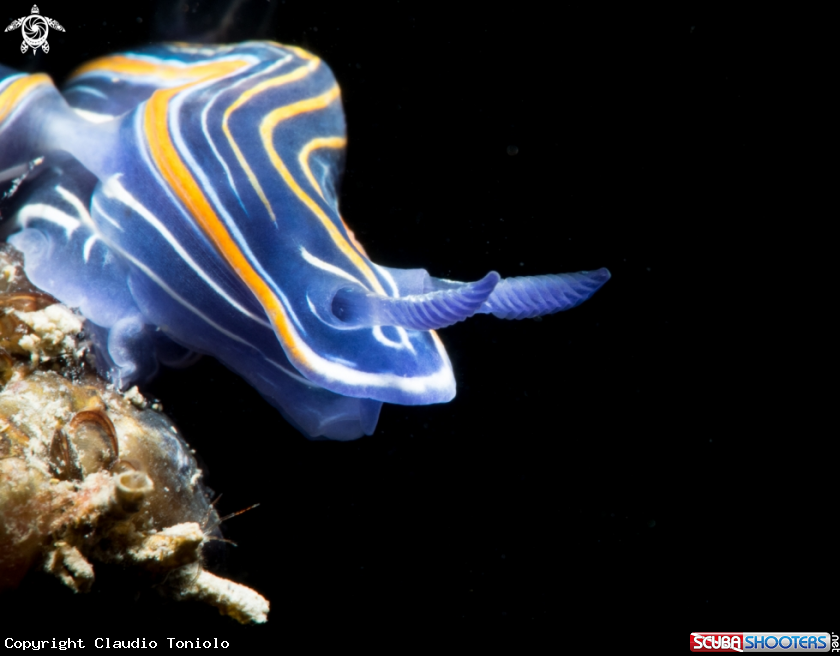 A Hypselodoris Villafranca