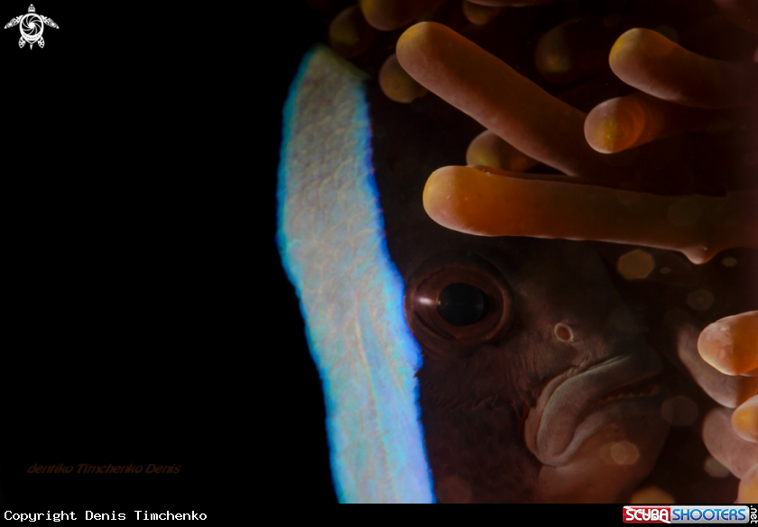 A FISH