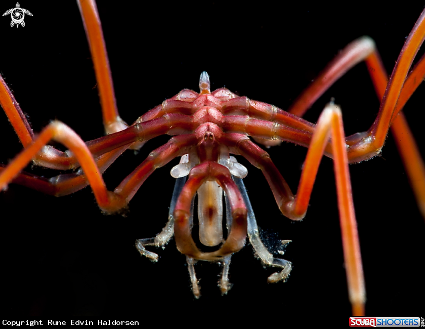 A Sea spider