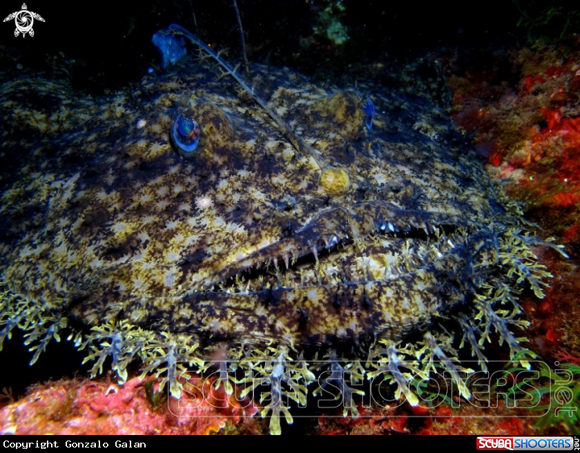 A Monkfish