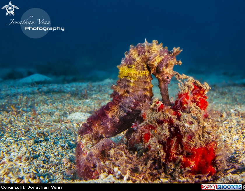 A Sea Horse