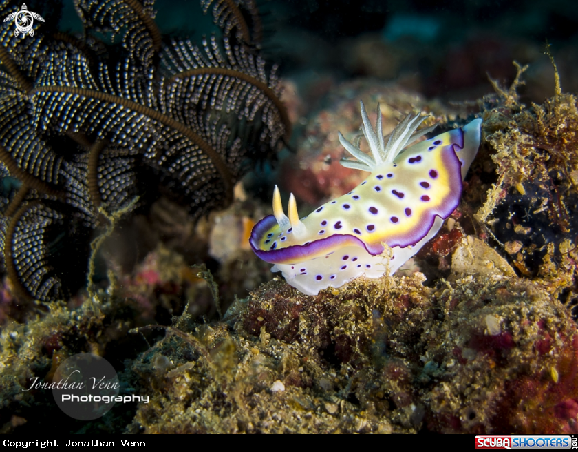A Nudibranch
