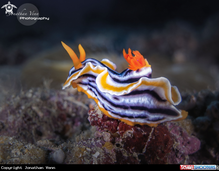 A Chromadoris Hamiltonia 